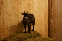 Hoffman the goat enjoys his life at Creative Acres