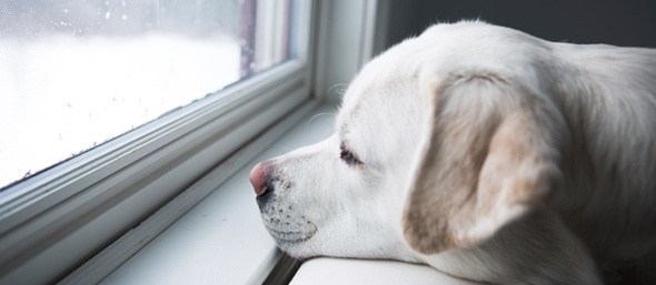 Dog Looking Out Window