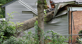 Tree Storm Damage